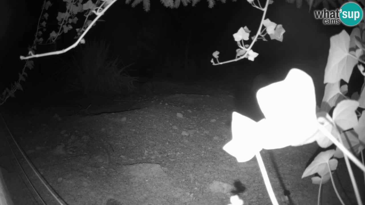 Webcam Zoo Ljubljana – Suricate
