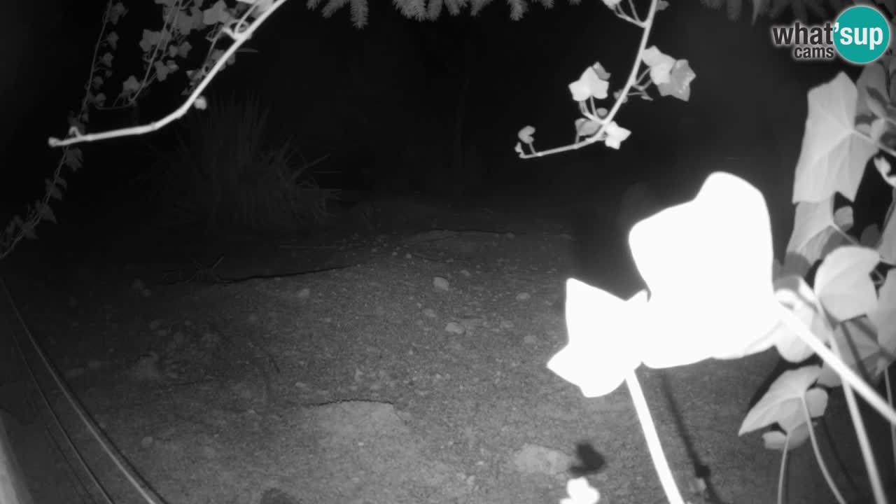 Webcam live Zoo Ljubljana – Suricata