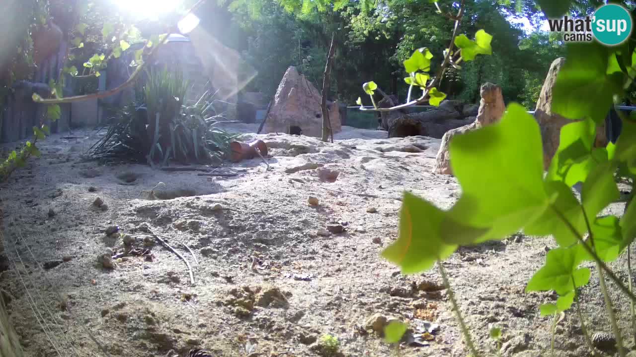 Zoo Ljubljana – Live webcam Meerkat (Suricata)
