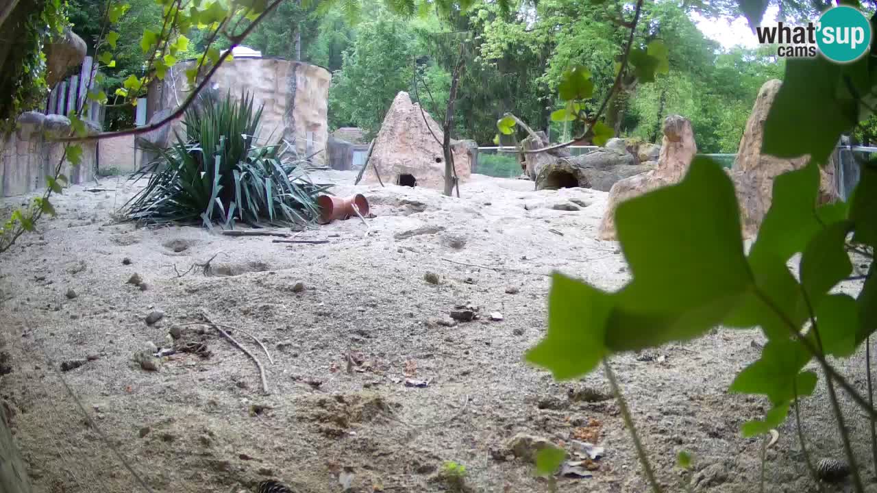 Zoo Ljubljana – Live webcam Meerkat (Suricata)