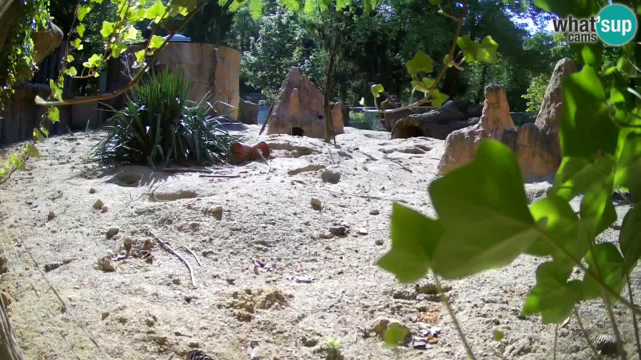 Zoo Ljubljana – Live webcam Meerkat (Suricata)