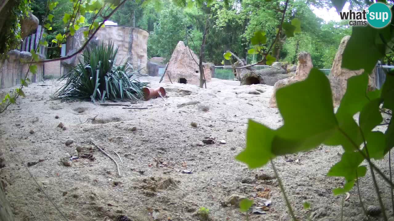 Zoo Ljubljana – Meerkat (Suricata)