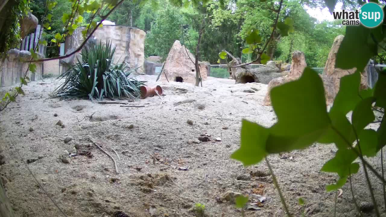 Live cam Zoo Ljubljana – Erdmännchen
