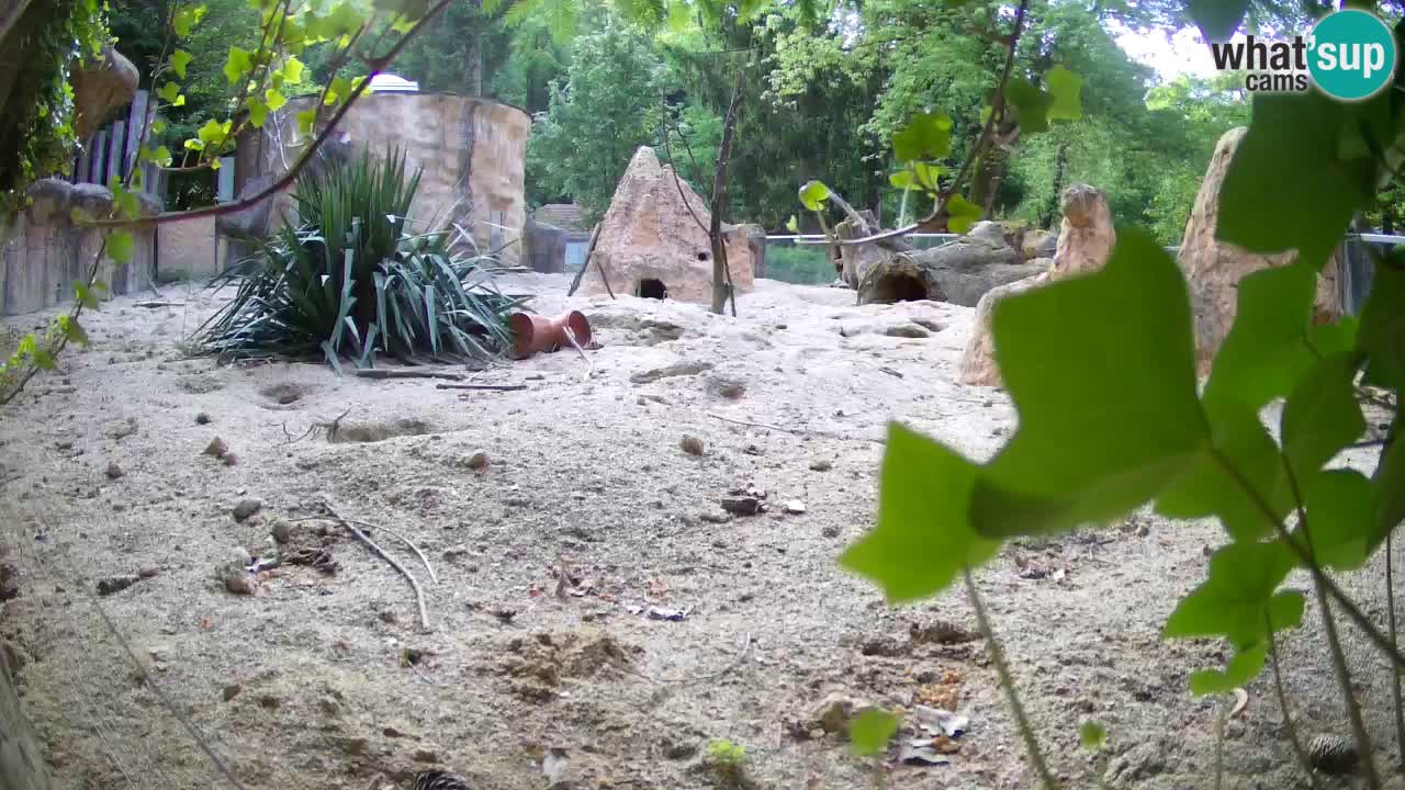 Live cam Zoo Ljubljana – Erdmännchen