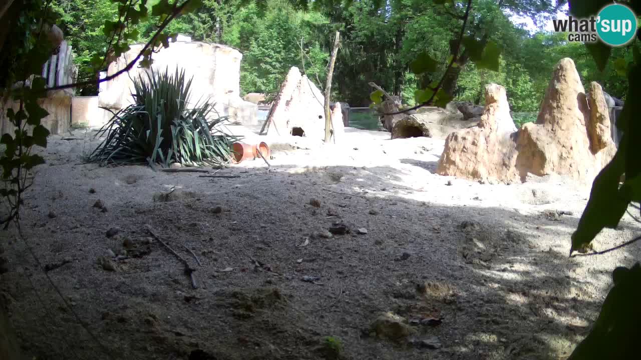 Zoo Ljubljana – Live webcam Meerkat (Suricata)