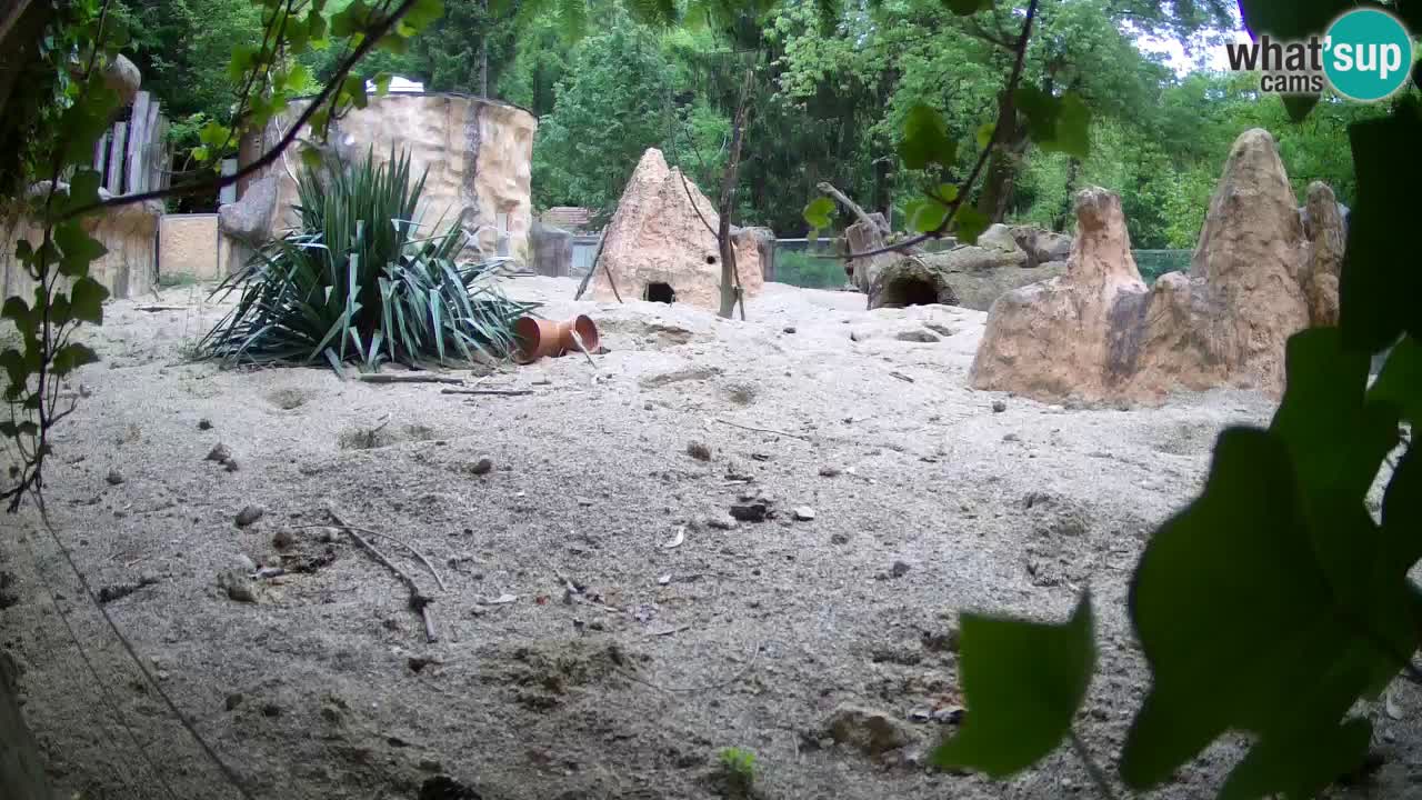 Web kamera Zoo Ljubljana – Merkat