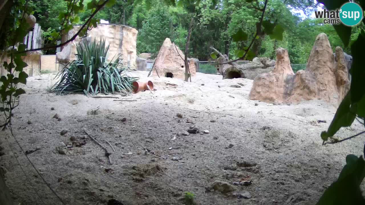 Zoo Ljubljana – Live webcam Meerkat (Suricata)