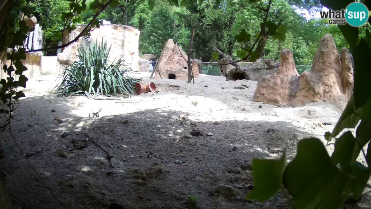 Zoo Ljubljana – Live webcam Meerkat (Suricata)