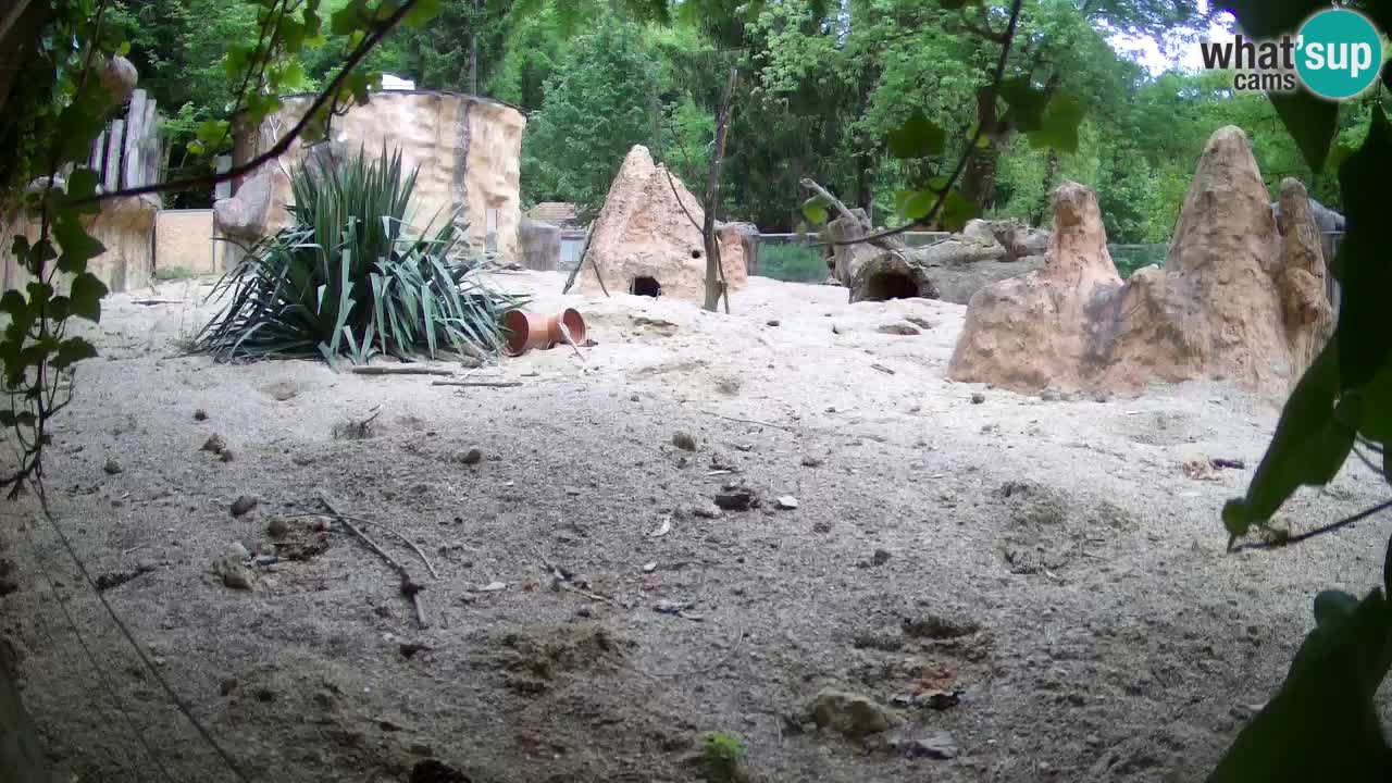 Zoo Ljubljana – Live webcam Meerkat (Suricata)