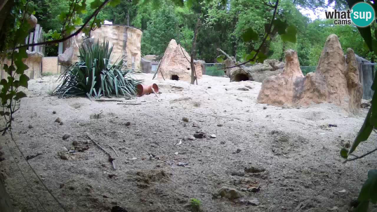Zoo Ljubljana – Live webcam Meerkat (Suricata)