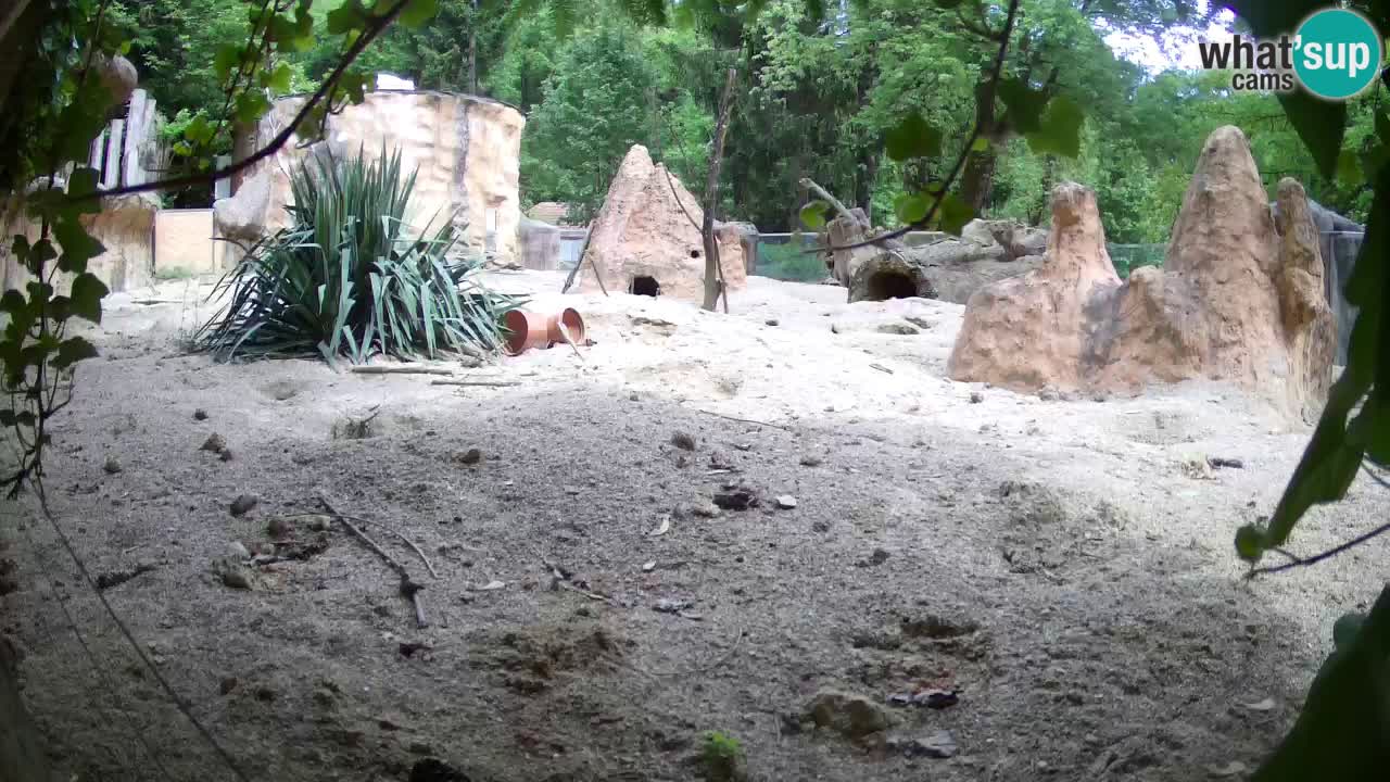 Zoo Ljubljana – Live webcam Meerkat (Suricata)