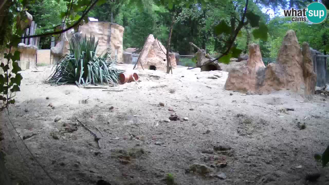 Zoo Ljubljana – Meerkat (Suricata)