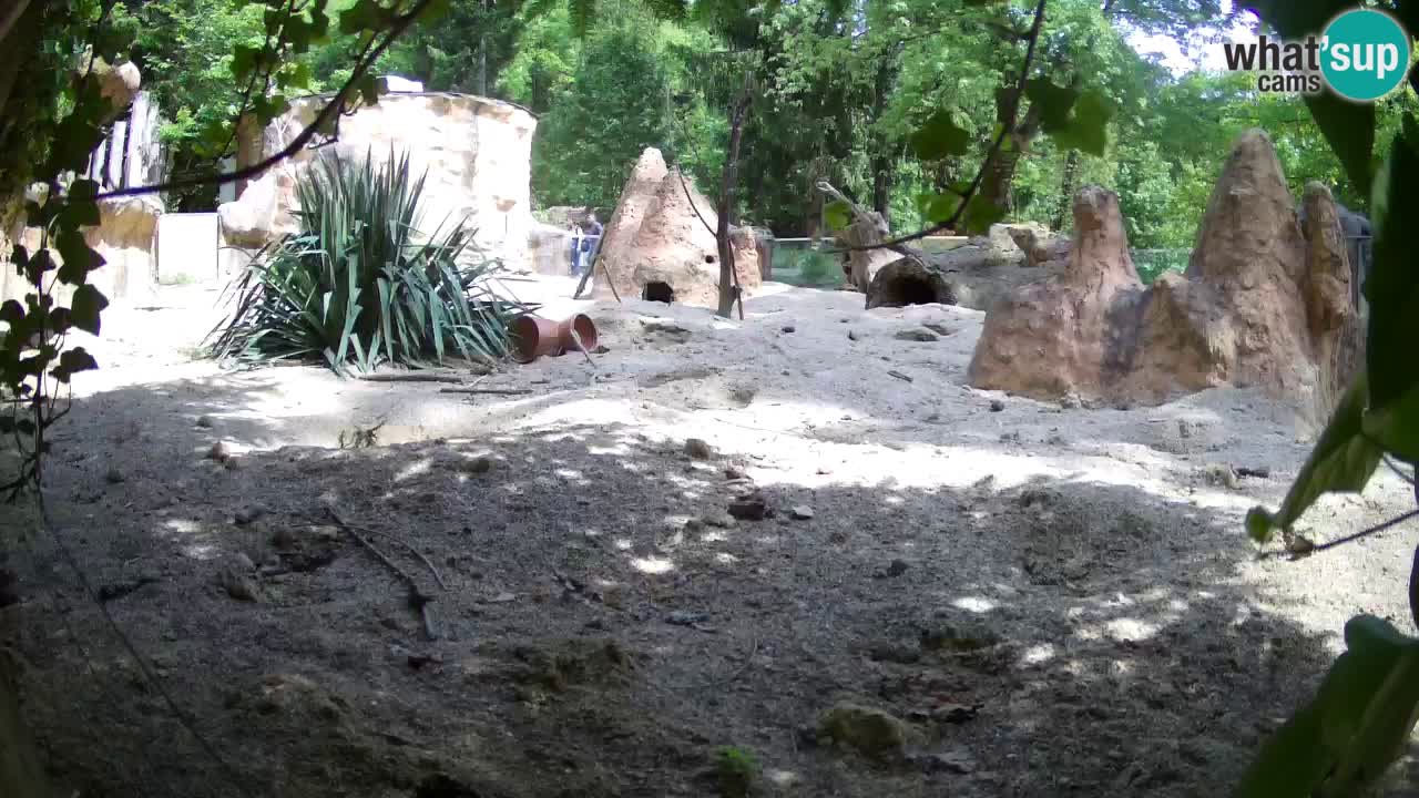 Web kamera Zoo Ljubljana – Merkat