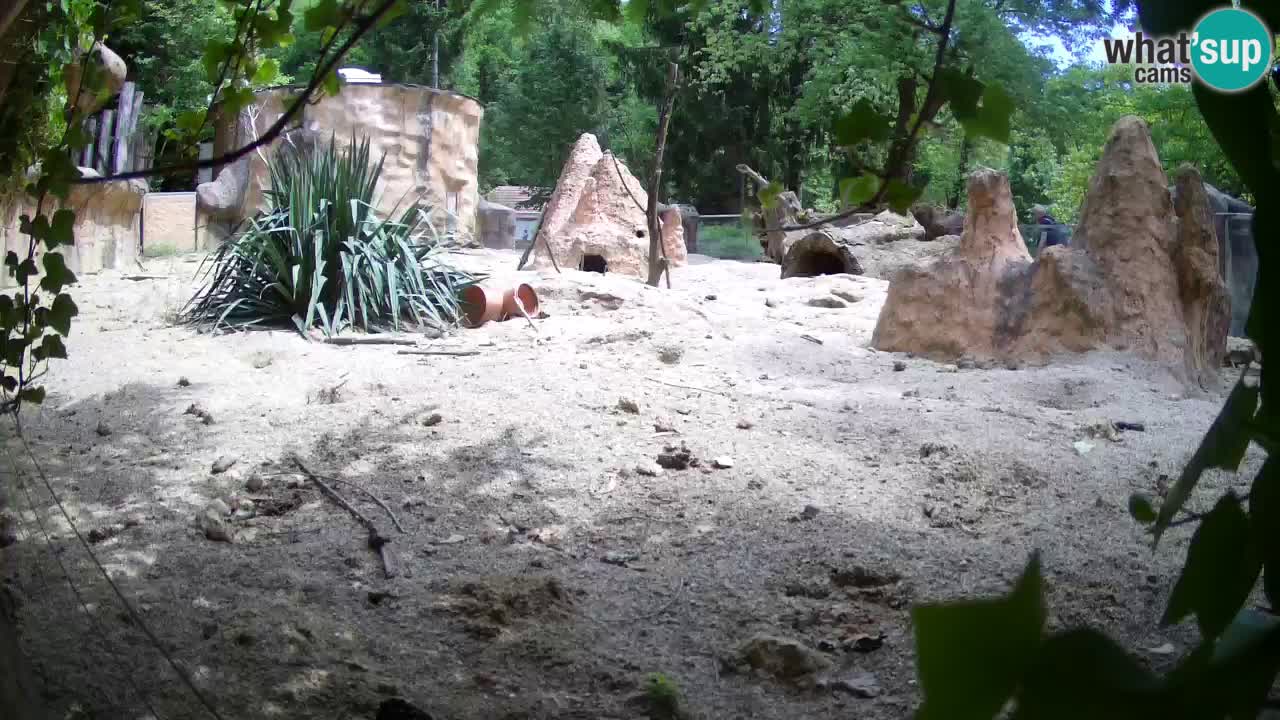 Zoo Ljubljana – Live webcam Meerkat (Suricata)