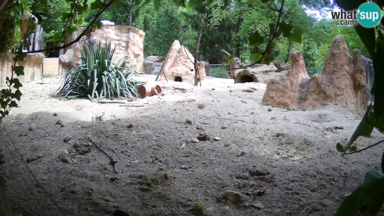 Zoo Ljubljana – Live webcam Meerkat (Suricata)
