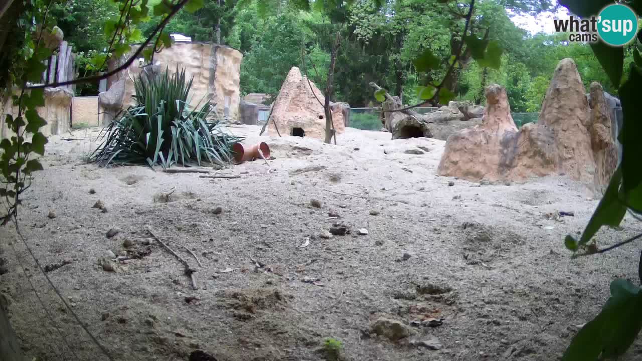 Webcam live Zoo Ljubljana – Suricata