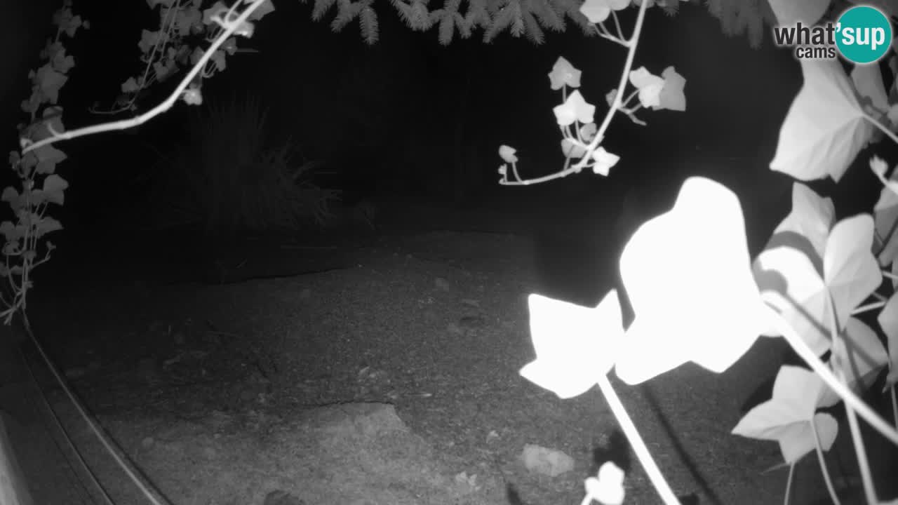 Zoo Ljubljana – Live webcam Meerkat (Suricata)