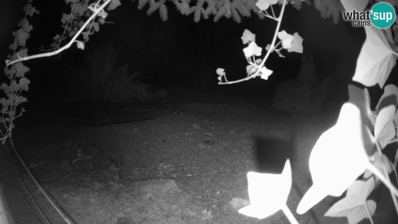 Live cam Zoo Ljubljana – Erdmännchen