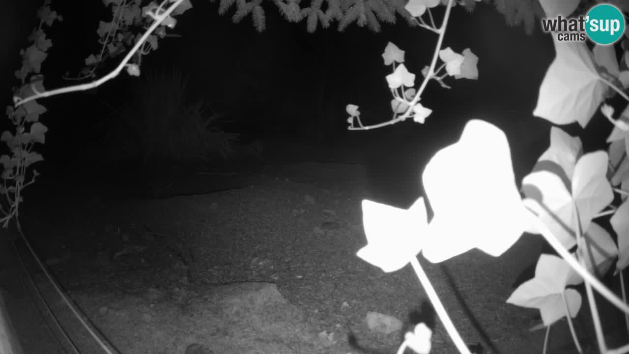 Zoo Ljubljana – Live webcam Meerkat (Suricata)