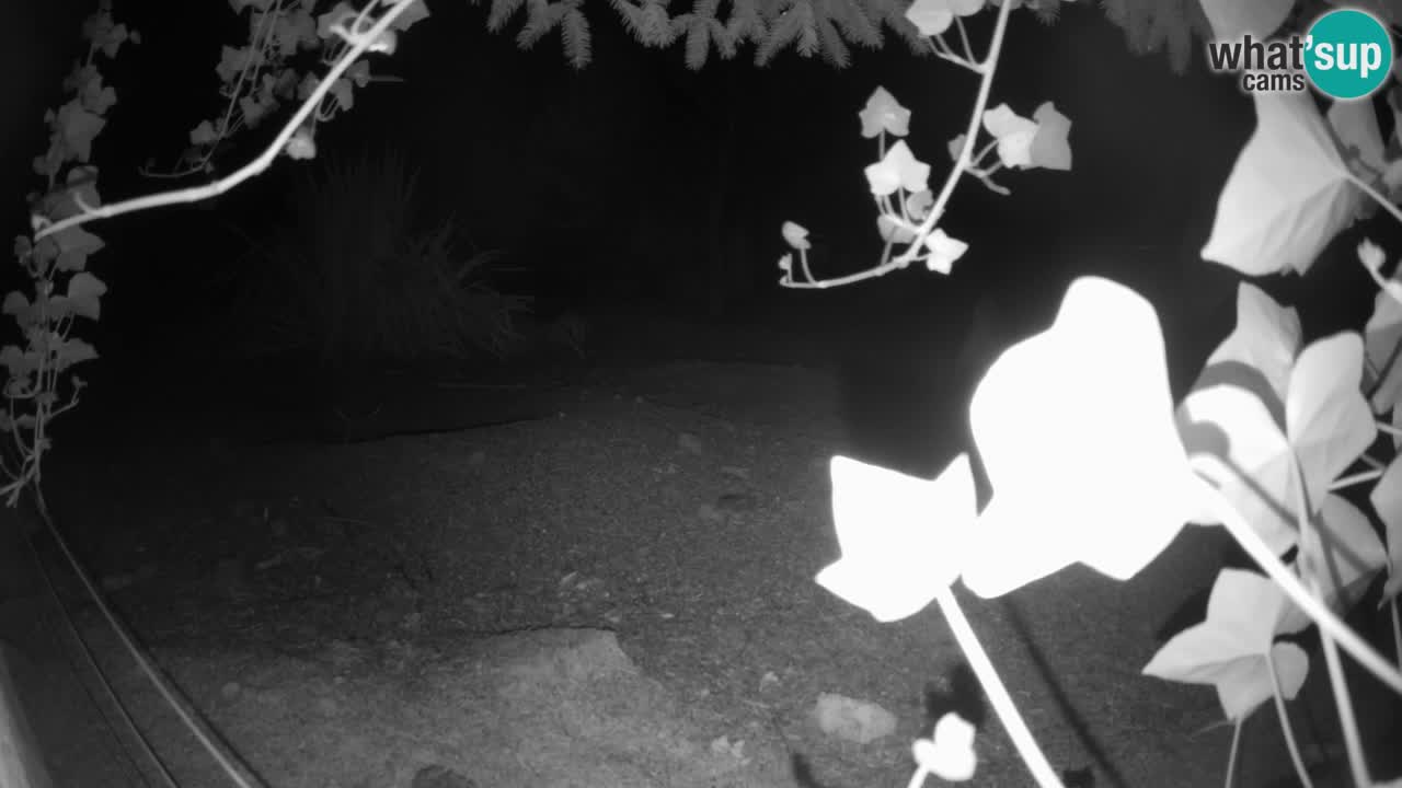 Zoo Ljubljana – Live webcam Meerkat (Suricata)