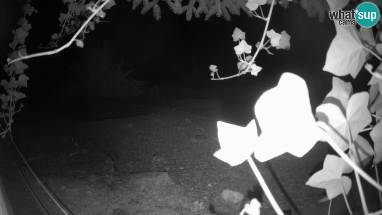 Live cam Zoo Ljubljana – Erdmännchen