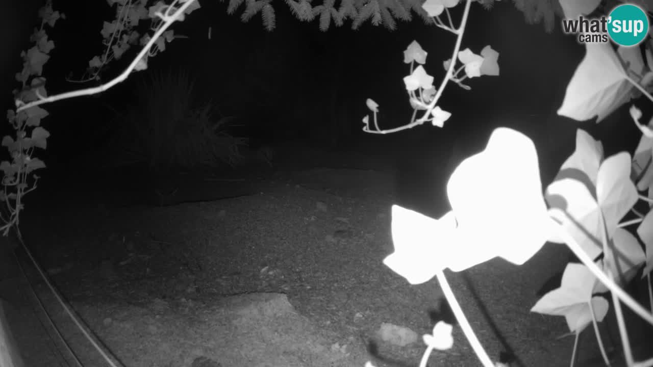 Zoo Ljubljana – Live webcam Meerkat (Suricata)