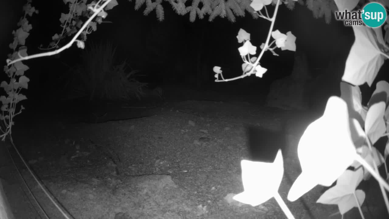Live cam Zoo Ljubljana – Erdmännchen
