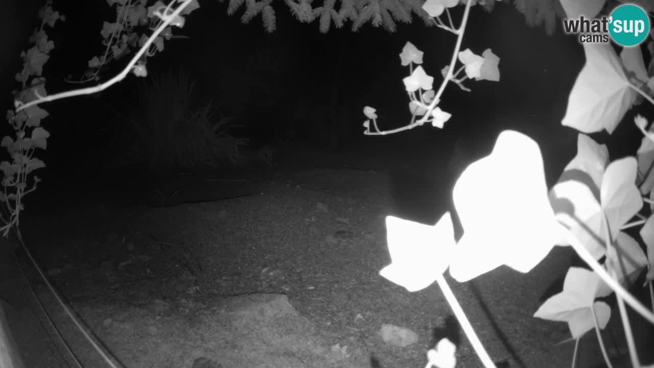 Webcam live Zoo Ljubljana – Suricata