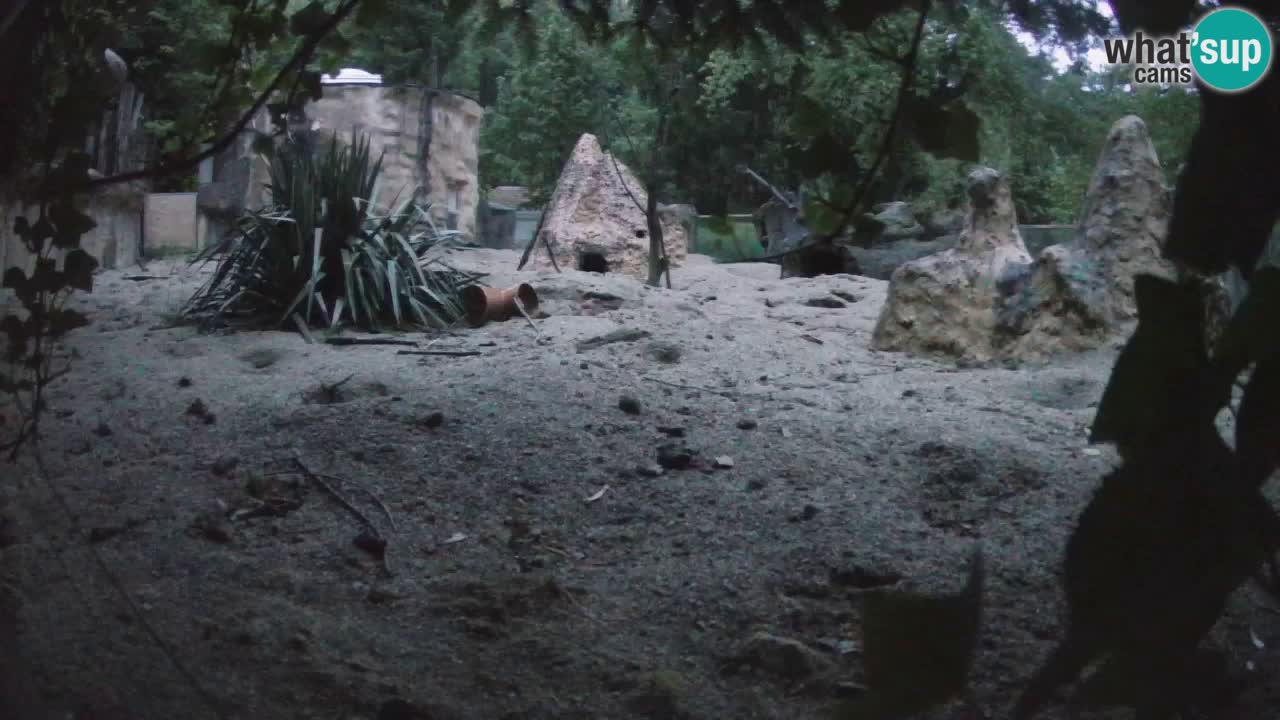 Zoo Ljubljana – Live webcam Meerkat (Suricata)