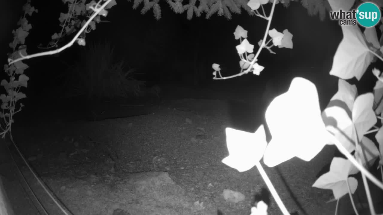 Webcam live Zoo Ljubljana – Suricata