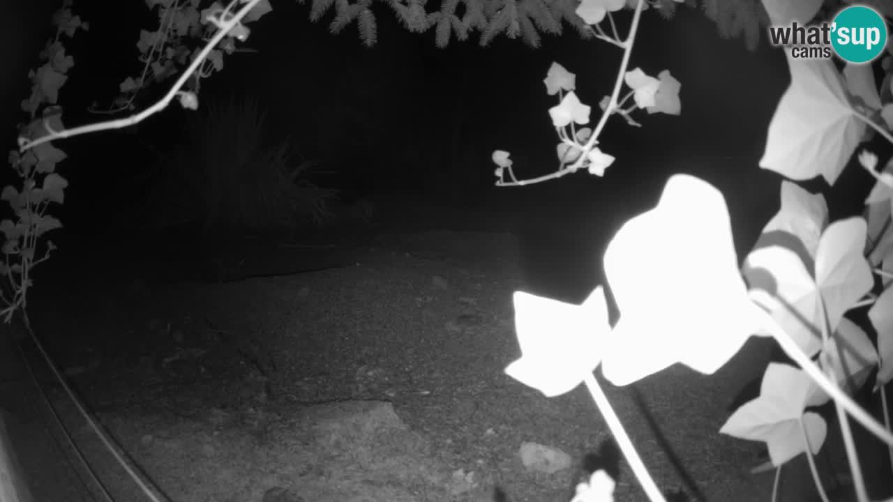 Webcam Zoo Ljubljana – Suricate