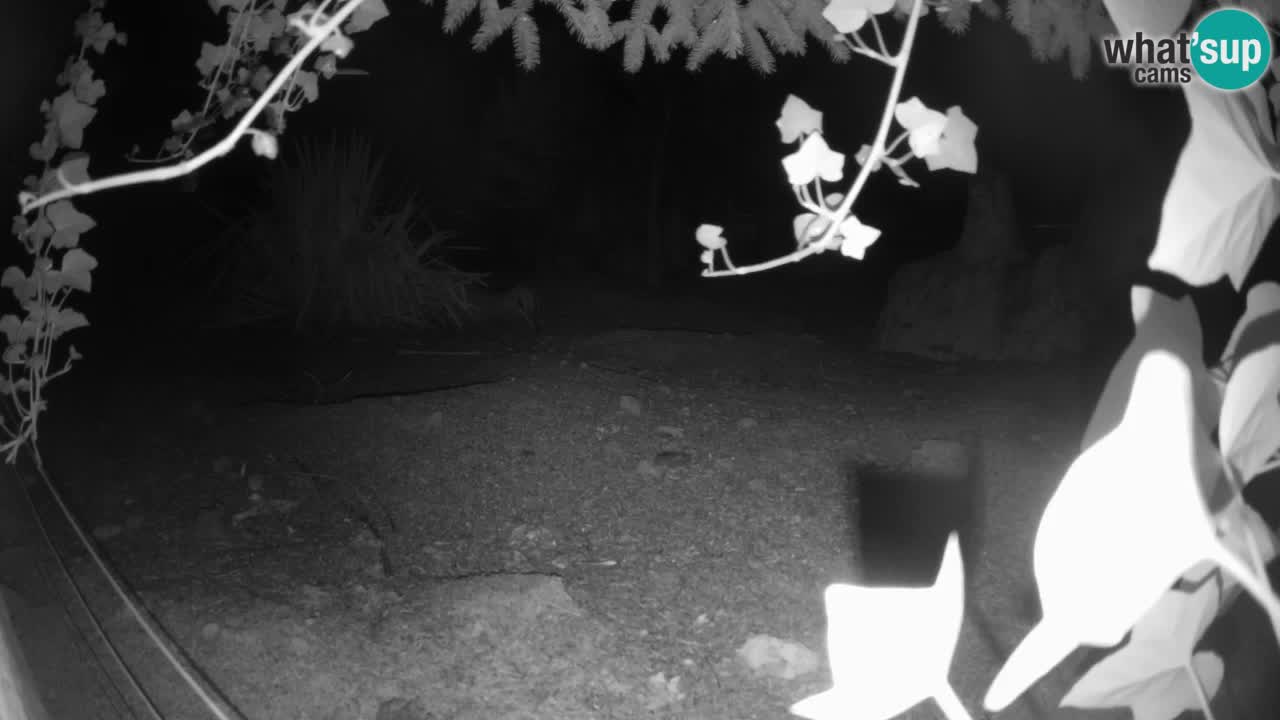 Zoo Ljubljana – Live webcam Meerkat (Suricata)