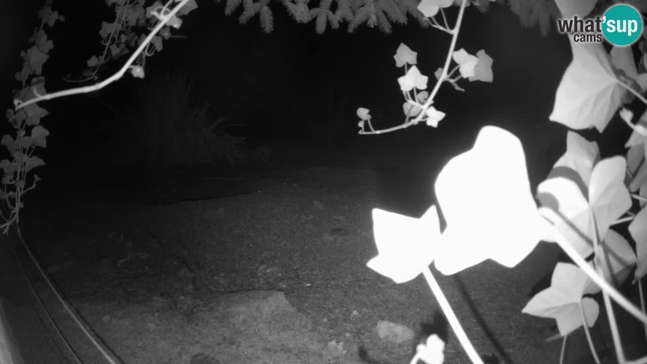 Zoo Ljubljana – Live webcam Meerkat (Suricata)