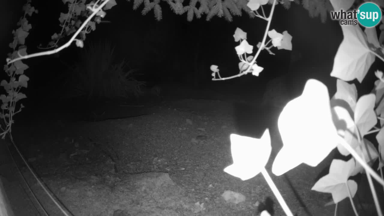Zoo Ljubljana – Live webcam Meerkat (Suricata)
