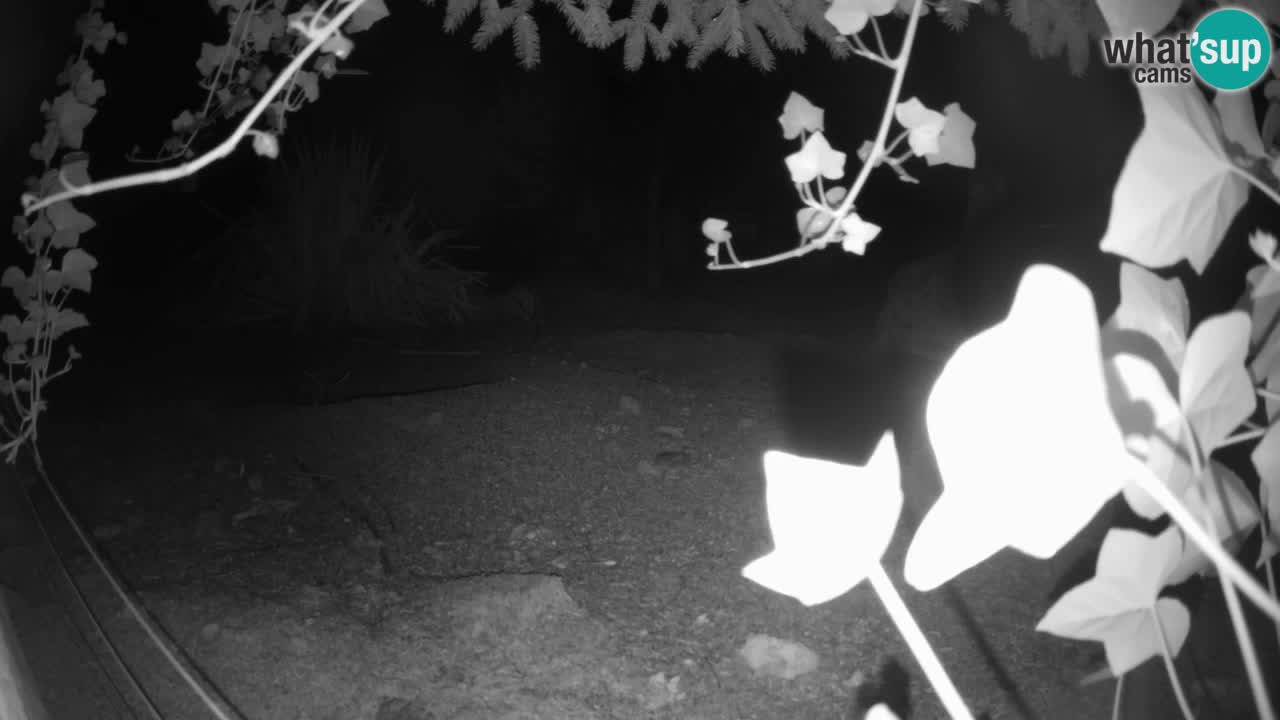 Webcam Zoo Ljubljana – Suricate