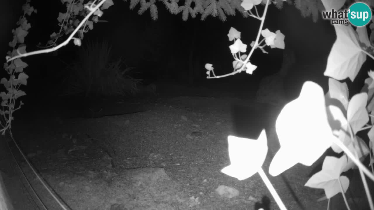 Webcam live Zoo Ljubljana – Suricata