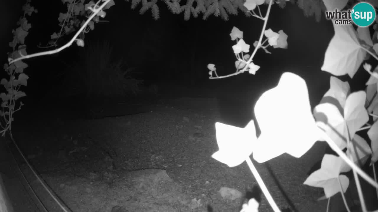 Webcam live Zoo Ljubljana – Suricata