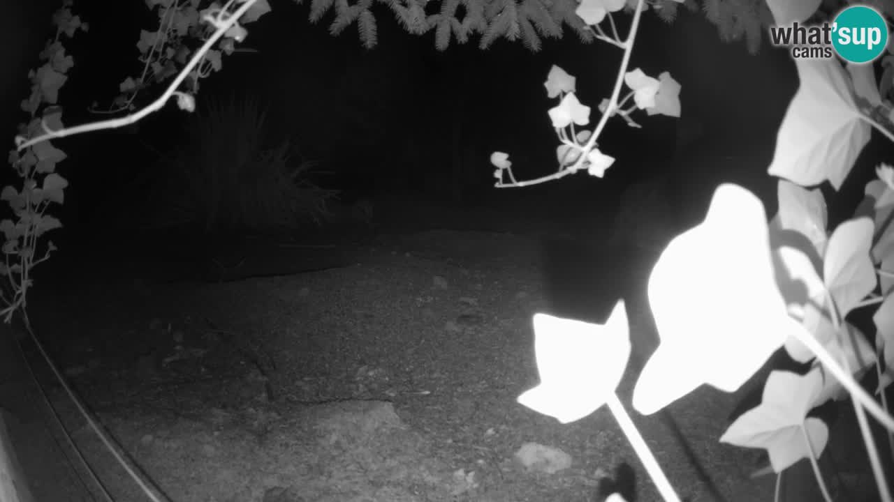 Webcam Zoo Ljubljana – Suricate