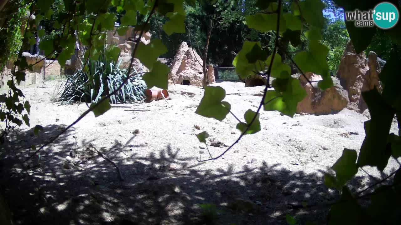 Live cam Zoo Ljubljana – Erdmännchen