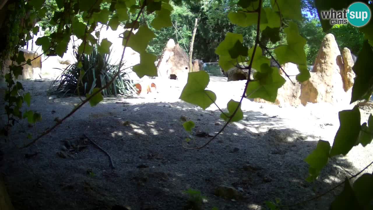 Webcam live Zoo Ljubljana – Suricata