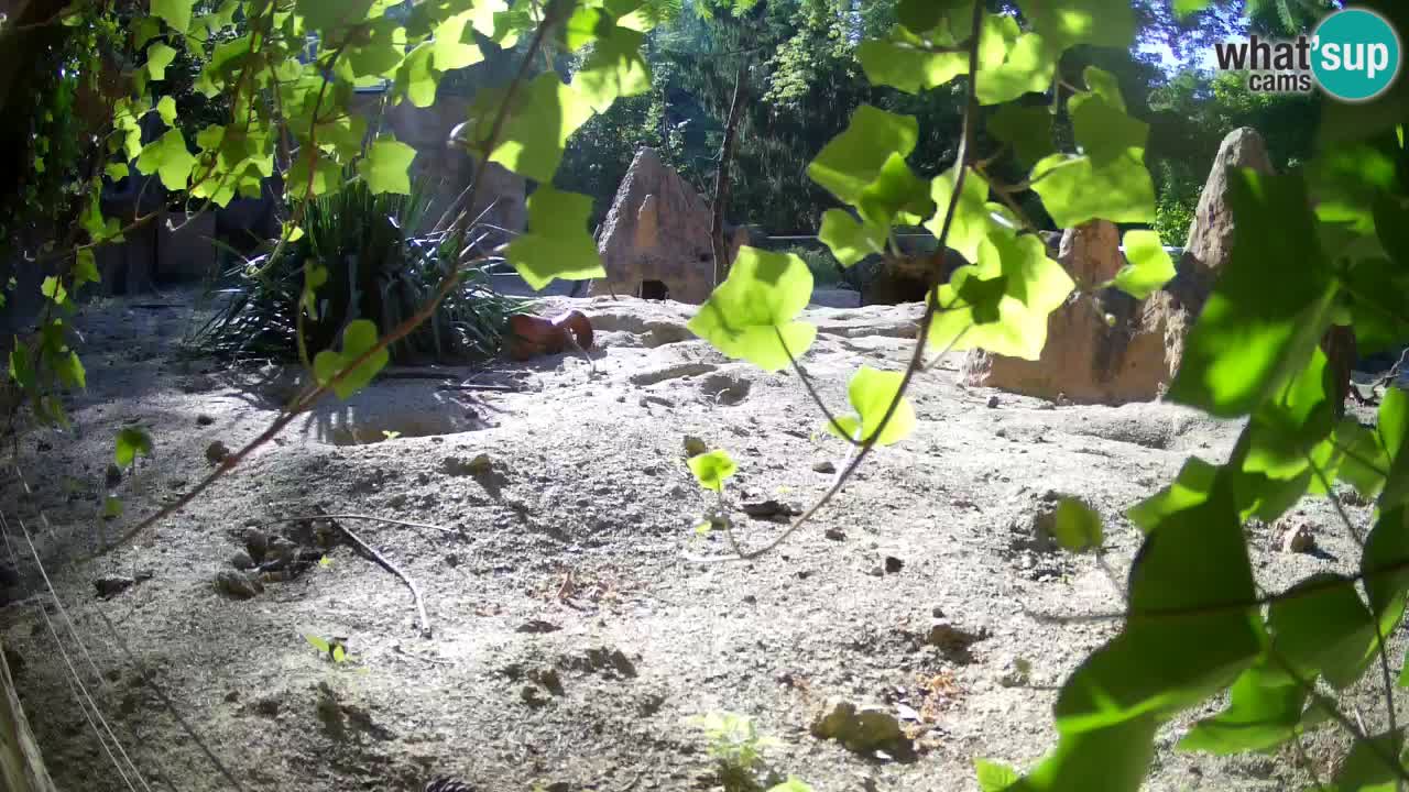 Live cam Zoo Ljubljana – Erdmännchen