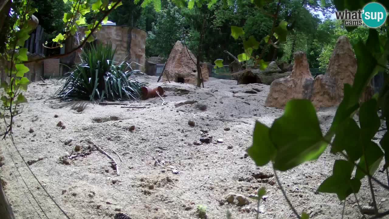 Live cam Zoo Ljubljana – Erdmännchen