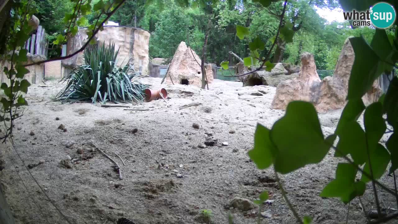 Webcam live Zoo Ljubljana – Suricata