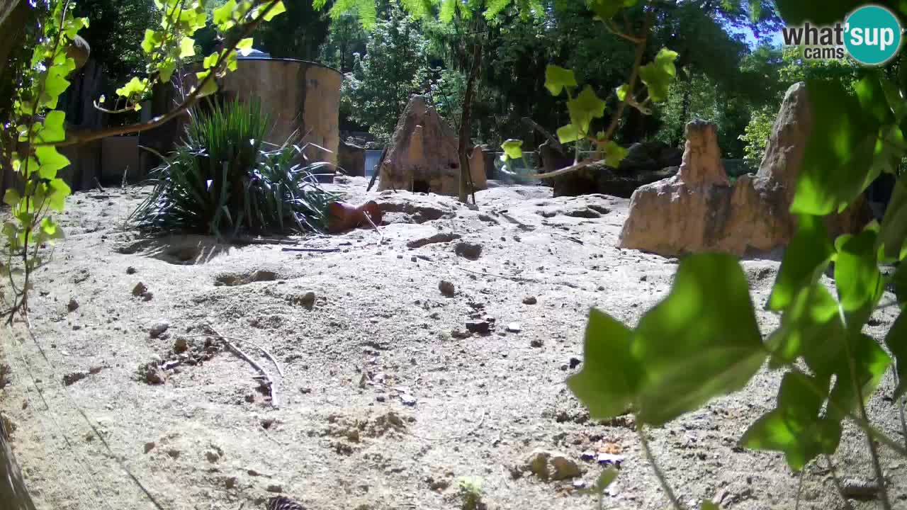 Web kamera Zoo Ljubljana – Merkat