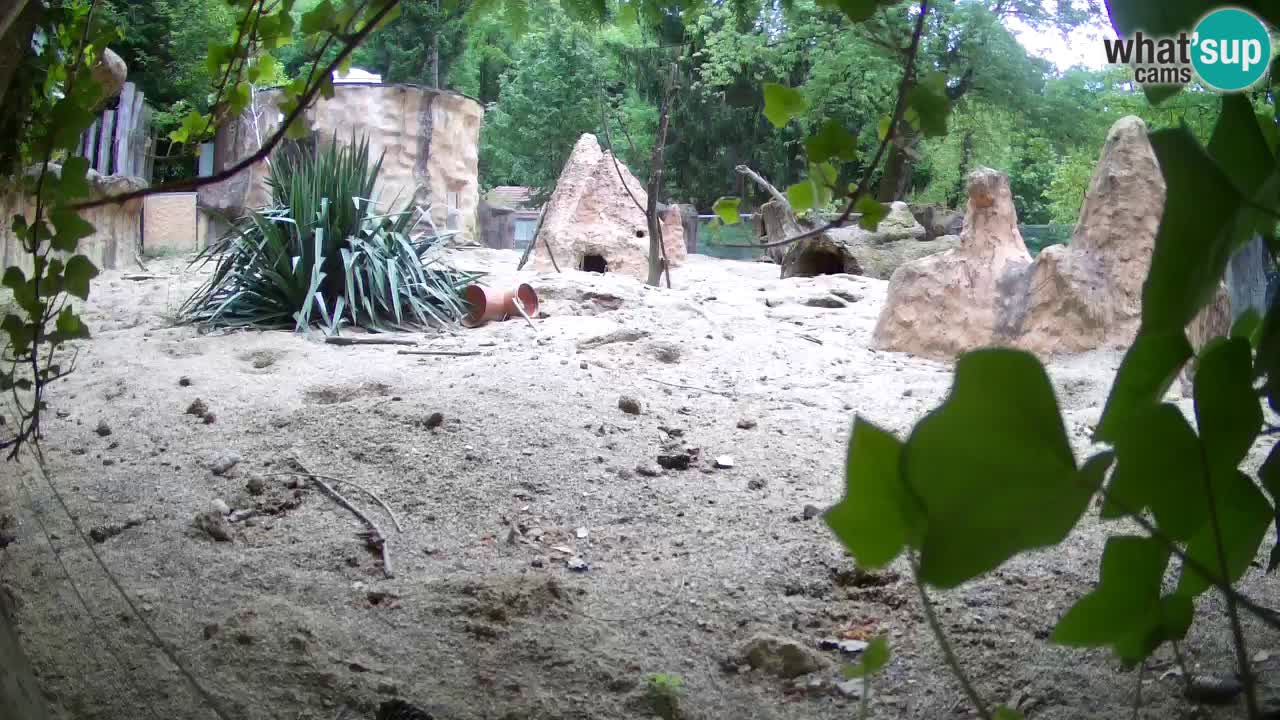 Zoo Ljubljana – Live webcam Meerkat (Suricata)