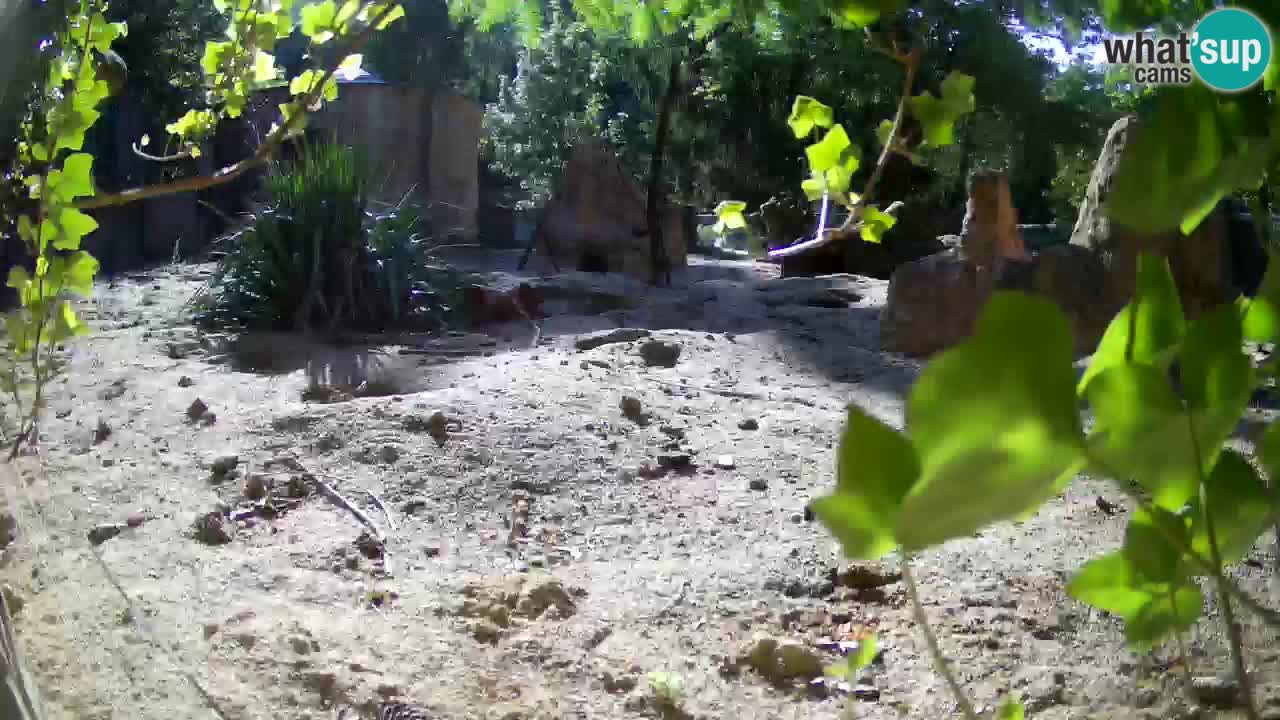 Zoo Ljubljana – Live webcam Meerkat (Suricata)