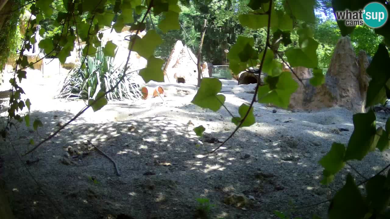 Zoo Ljubljana – Live webcam Meerkat (Suricata)