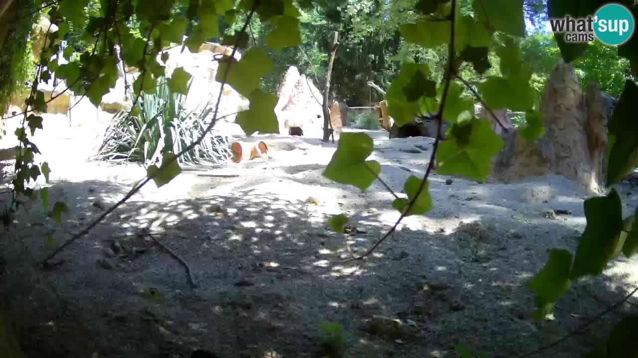 Live cam Zoo Ljubljana – Erdmännchen