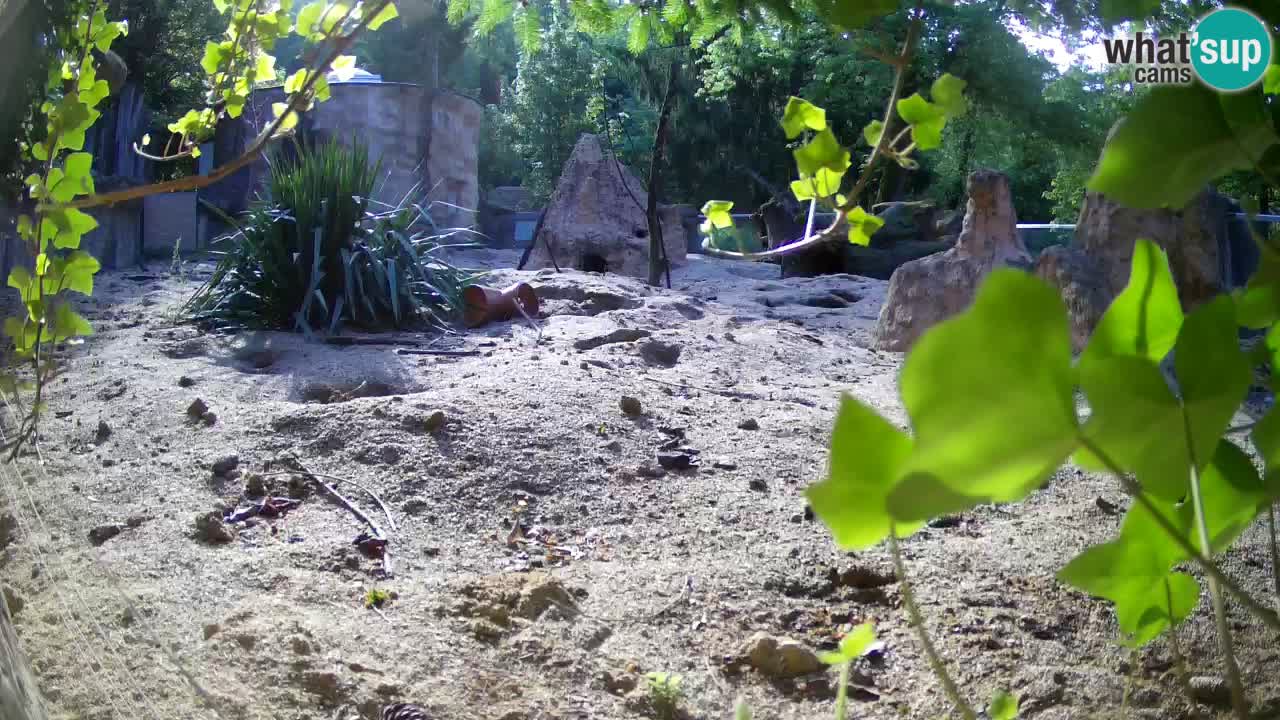 Web kamera Zoo Ljubljana – Merkat