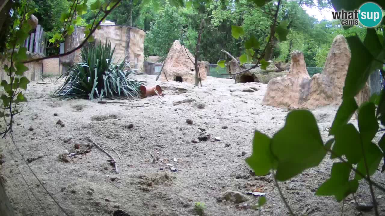 Webcam live Zoo Ljubljana – Suricata